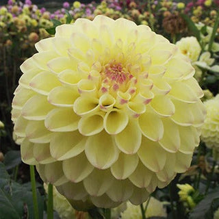 Dahlia ‘Ferncliff Bliss’
