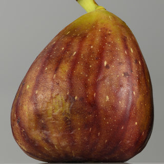 Fig - Ficus carica ‘Neverella’