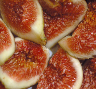 Fig - Ficus carica ‘Stella’