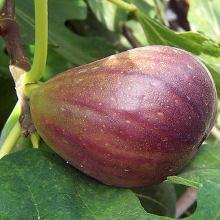 Fig Black Mission