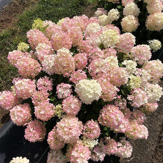 Hydrangea paniculata 'Fire Light Tidbit'