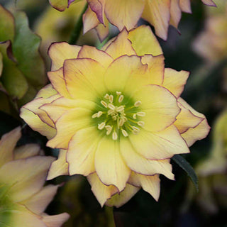 Hellebore ‘First Dance’