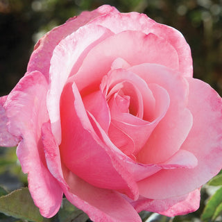Rose ‘First Prize’