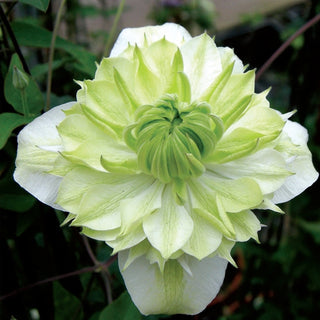 Clematis florida ‘Alba Plena’