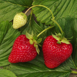 Strawberry - Fragaria ‘Albion’