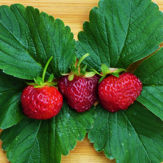 Strawberry - Fragaria x ‘Cherryberry’