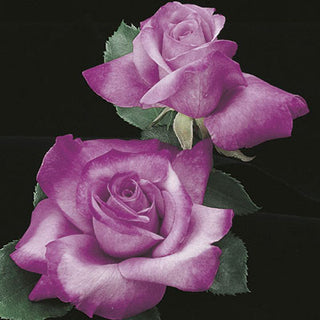 Rose ‘Fragrant Plum’