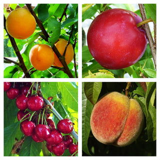 Fruit Cocktail Multigraft Tree