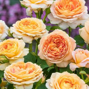 Rose ‘Fun in the Sun’
