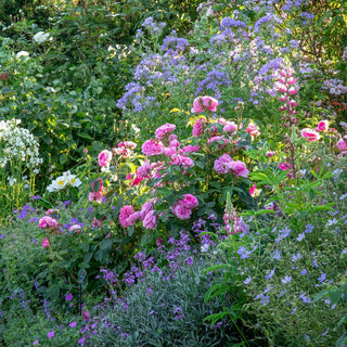 David Austin Rose 'Gertrude Jekyll'