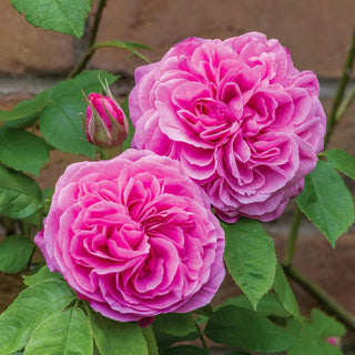 David Austin Rose ‘Gertrude Jekyll'