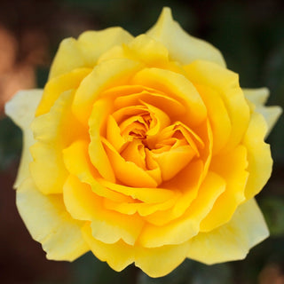 Rose ‘Gina Lollobrigida’