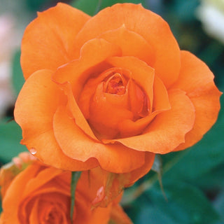 Rose ‘Gingersnap’