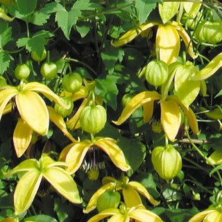 Clematis tangutica ‘Golden Harvest’