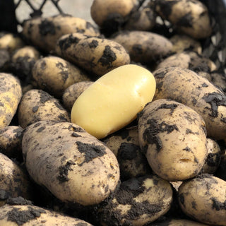 Potato ‘Goldeye’ - Earth Apples Seed Potatoes