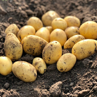 Potato ‘Goldeye’ - Earth Apples Seed Potatoes