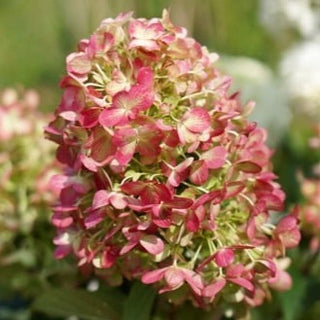 Hydrangea paniculata 'Graffiti'