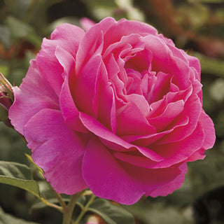Rose ‘Grande Dame’