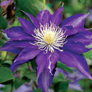 Clematis ‘Haku Ookan’