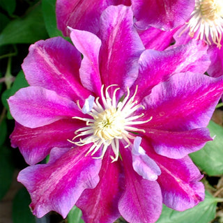 Clematis ‘Hania’ 