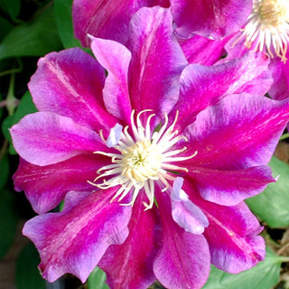 Clematis ‘Hania’