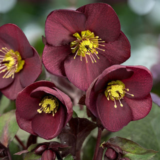 Hellebore ‘HGC Ice ‘N Roses Merlot’