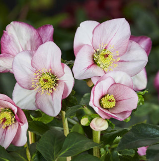 Hellebore Liara