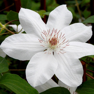 Clematis ‘Henryi'