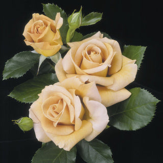 Rose ‘Honey Dijon’