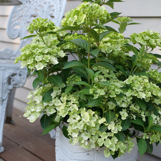 Hydrangea serrata 'Fairytrail Green'