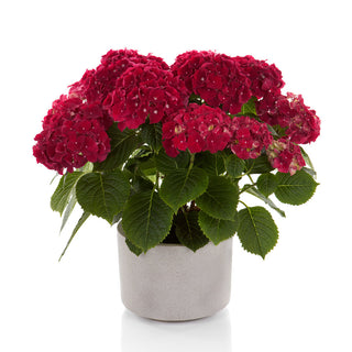 Hydrangea 'Hi Fire'