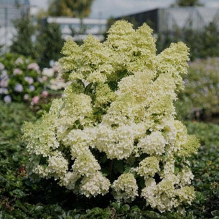 Hydrangea paniculata 'Magical Lime Sparkle'