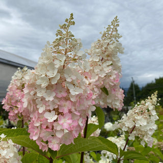 Hydrangea paniculata 'Pinky Winky'