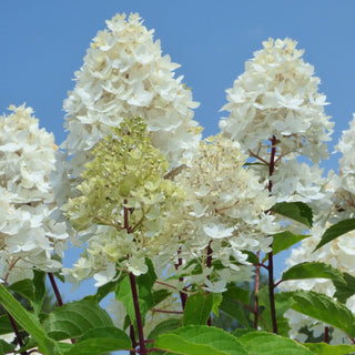Hydrangea paniculata 'Polar Bear'