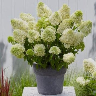 Hydrangea paniculata 'Skyfall'