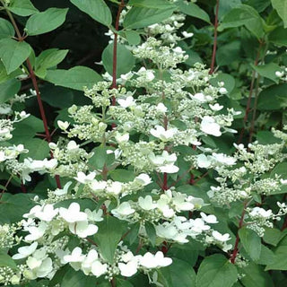 Hydrangea paniculata 'Wim's Red'