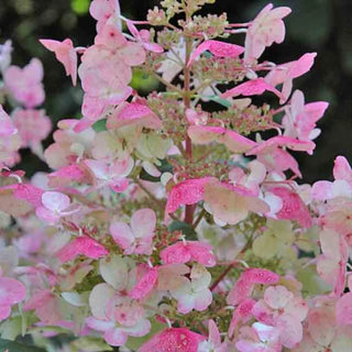 Hydrangea paniculata 'Wim's Red'