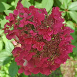 Hydrangea paniculata 'Wim's Red'