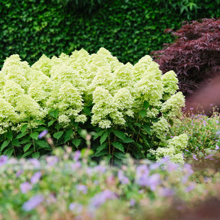 Hydrangea paniculata 'Magical Lime Sparkle'