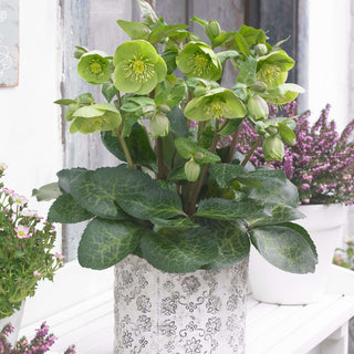 Hellebore 'Illumi Lime'