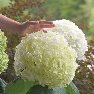 Hydrangea arborescens ‘Incrediball’