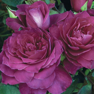 Rose ‘Intrigue’