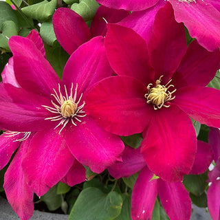 Clematis ‘Issey’