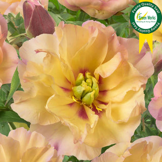 Peony Canary Brilliant