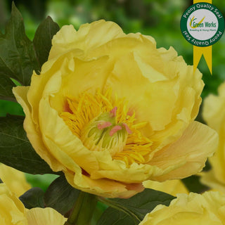 Peony Garden Treasure