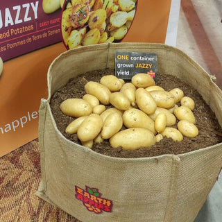 Potato ‘Jazzy’ - Earth Apples Seed Potatoes