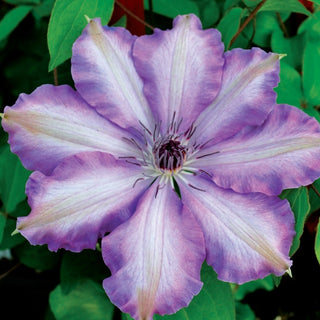 Clematis ‘Joan Picton’