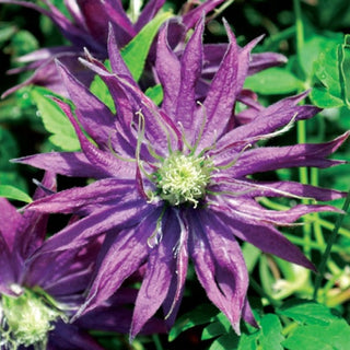 Clematis ‘Joe Zary’