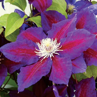 Clematis ‘Julka’