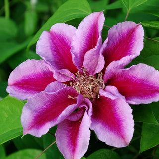 Clematis ‘Kilian Donahue’